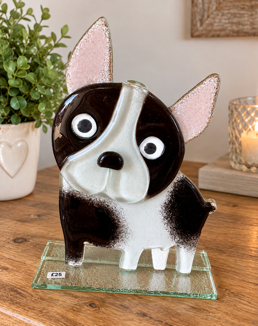 French Bull Dog